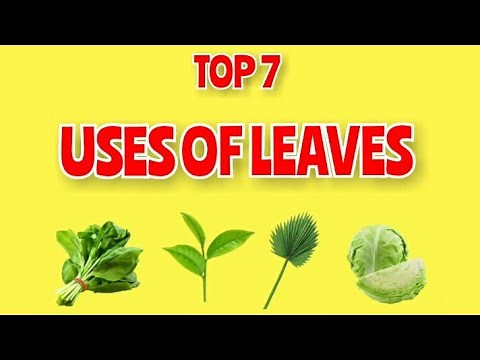 USES OF LEAF/USES OF LEAVES/TOP 7/TOP 5 USES OF LEAVES