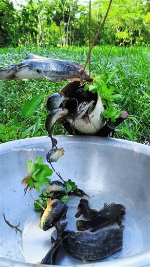 Wow!Fish dora best fad /New fishing video #shorts #fishing #viral #trending