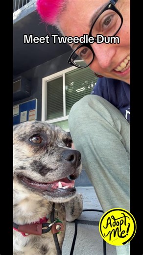 🐾 Meet Tweedle Dum – A Little Pup with a Big Personality! ✨ This sweet and spunky girl is bursting with energy and love! Tweedle Dum is a small-sized cutie with a gorgeous coat and the most playful spirit 💛 She’s got the zoomies and the snuggles — the best of both worlds 🐶💫 She also has a twin sister, Tweedle Dee, who’s just as adorable and looking for a home too! Whether you foster, adopt, or donate, you’re helping these girls find the safe and happy lives they deserve. 📍 Los Angeles, CA �