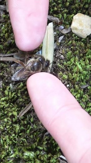 The Deadly Rivalry of Queen Bees: A Battle for Dominance