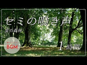 【セミ/蝉の鳴き声】夏の森林・癒しの自然音【作業用BGM/勉強用BGM/仕事用BGM/睡眠用BGM/ASMR】集中力高める音楽 Cicada barks