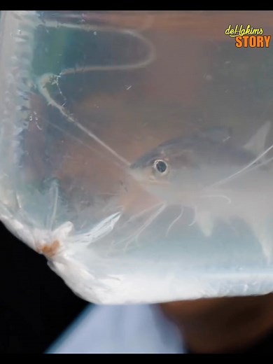 2.9M views · 32K reactions | Borong sampai 5 juta di pasar ikan! Padahal cuman beberapa ekor? Jenis terlangka untuk penjual terniat dapetin ikannya #irfanhakim #dehakims #borongikan #ikan #fishlovers #fishing #mancingmania #Alhamdulillah #fypchallenge #animallover #fishingaddict #untuksemuaorang | Irfan Hakim | Facebook