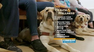 9.9K views · 516 reactions | Do you have a Labrador Retriever? Check out these helpful tips from Cosequin to care for your pup as they age! | Lucky Dog | Facebook