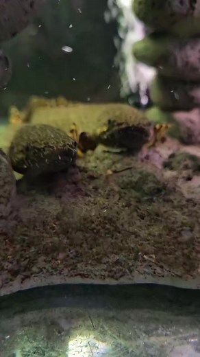 LOOK AT THESE CUTIES  These beautiful Polypterus ornatipinnis are...