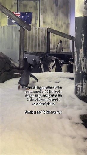 Madagascar Penguins: Adventure and Humor