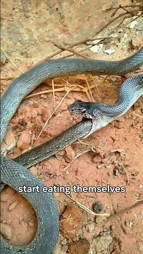 Why Do Some Snakes Eat Themselves? 😧