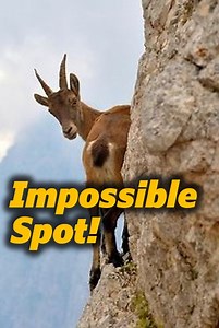Two Bezoar Ibex goats captured in an unbelievable rocky hideaway! 🐐🪨 This drone footage shows the hidden beauty of nature and the amazing skills of mountain goats. #BezoarIbex #MountainGoats #WildlifeFootage | Animal Doozy