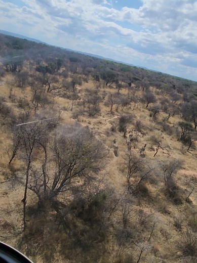 Relocating Zebra to a new home. #SAMA28 #MassCapture #CharlesJones #SimonPrinsloo #tandalagamecapture #nylsvleigametraders #savingwildlife #animalwelfare #gamecapture #fyp #zebra #R44_Helicopter