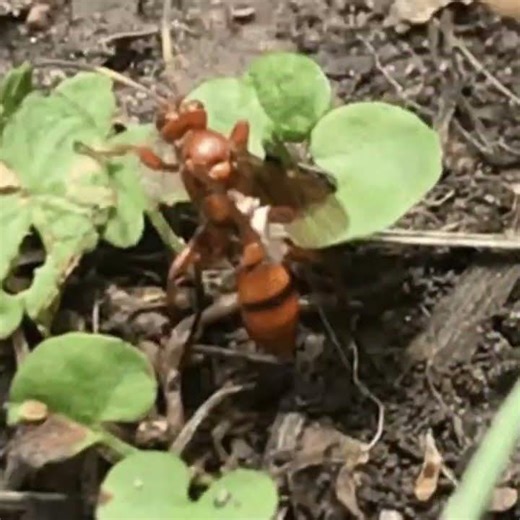 Ichneumonid Wasps (Family Ichneumonidae), April 17, 2021