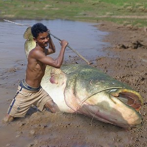 Catch Fish By Hand Best - Men Catching Catfish By Hand in Muddy Water At In Canal! | Survival Challenges