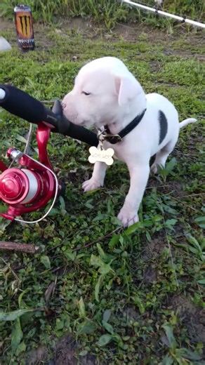 8weeks old loki fishing and caught a catfish!! #loki.lee #fishing #prof ##pittie #pitbull #puppy