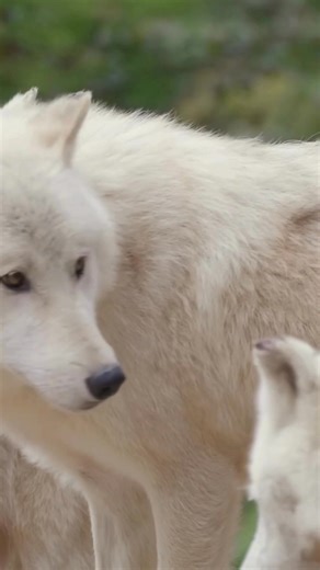 From stunning animal shots to breathtaking landscapes and cinematic drone flights on Pixabay, you can discover the work of talented videographer Tham Nguyen. 🎥 We’re thrilled to welcome him as part of our community and to have such an incredibly gifted creator on the platform. Check out his profile and see for yourself: http://bit.ly/4nNrvLs | Pixabay