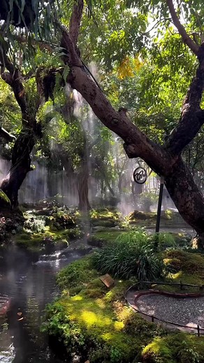 Peaceful Deep Forest Sounds for Relaxation and Nature Therapy