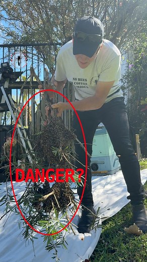 144K views · 1.7K reactions | Honey bee swarms might look...