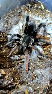 22 reactions · 4 comments | Lyrognathus giannisposatoi (Sumatran Stout Leg) pairing! I don't see enough love for this smaller size tarantula. Yes they're a pet hole (obviously pairing underground) but they're super gorgeous! The thick back legs really stick out with these and these will always be in my collection. #eightdeadlysins #tarantula #spider #breeding #pairing #tarantulas #spiders #tarantulabreeding #spiderbreeding #tarantulapairing #spiderpairing | Eight Deadly Sins LLC | Facebook
