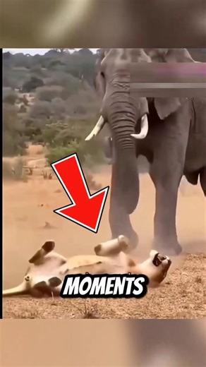 Nature’s Most Brutal Game Over Moments