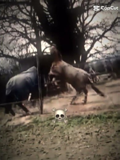 BOX façon cheval 🐎😂