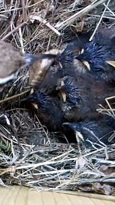 Wren chicks are just 😍 #wildlife #birdwatching #nature #birdhouse #birds | Nest Box Live