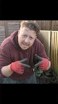 Starting to build my compost heap ♻️🌿