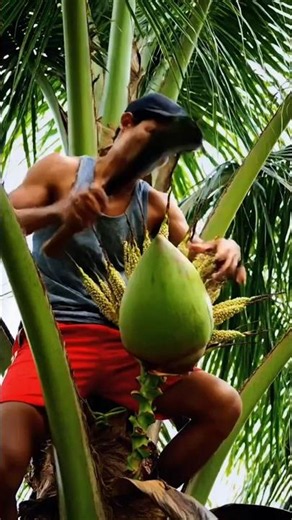 Why Farmers Harvest Coconuts Early 🥥 | The Shocking Reason Behind Early Coconut Harvest!