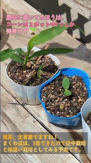 【家庭菜園】100均の種vs3月の寒さ！ホワイトコーン＆まくわ瓜の発芽・生育検証