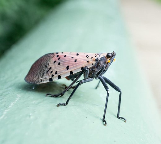 Invasive Spotted Lanternflies Become Widespread In VA: What To Know