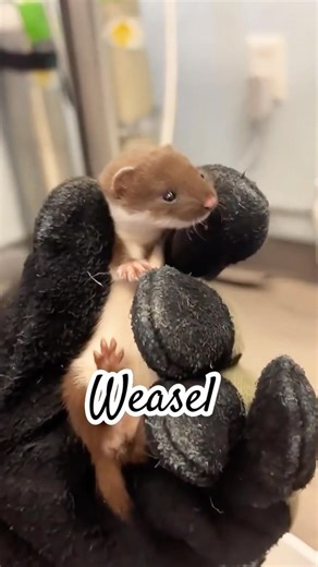 Cutest predator #fyp #animals #youtubeshorts #pets #wildlife #weasel #cute