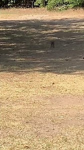 Shooting firebird 50 exploding target with 22lr