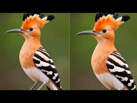 Nightingale Singing: The Best Song in the World - Luscinia megarhynchos