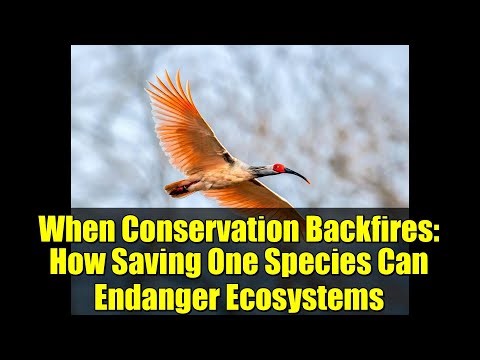 When Conservation Backfires: How Saving One Species Can Endanger Ecosystems