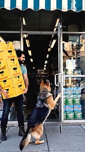 15K views · 61 reactions | Store owner has the cutest helper  | Genius Panda | Facebook