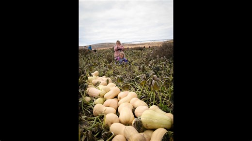 4.2K views · 43 reactions | Sale alert! Azure-grown squash now on sale. Here's a few pics of some of it being harvested - and a few apple trees, too. (Photos by Bethany Stelzer) SHOP SQUASH SALE: https://www.azurestandard.com/shop/search/squash?tag=on-sale | Azure Standard | Facebook