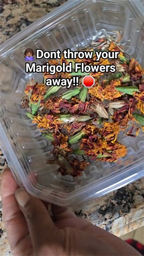 How many FREE seeds can you get from dried marigolds? Watch this!