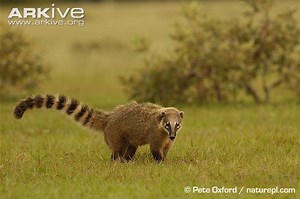 South American coati - Alchetron, The Free Social Encyclopedia