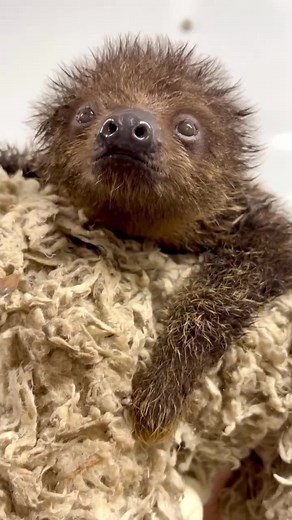 When keepers did a weight check on baby sloth Juno, they found some of mom's leftovers in Juno's fur! After a quick wipe down and towel dry, Juno had the cutest fluffiest-looking face! A surprising fact about sloths: they're really good swimmers. They can swim 3x faster than they can walk ##sloth##babysloth##babyanimals
