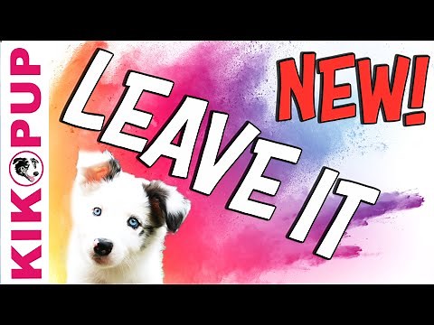 Train your dog or puppy Leave It