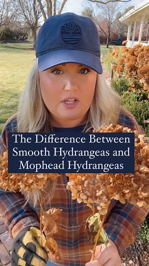 Skye Hamilton • Home & Garden • Hydrangea Queen on Instagram: "Yesterday I posted my tutorial on pruning, smooth hydrangeas. There were many questions about mophead hydrangeas like the endless summer varieties. Even though smooth hydrangeas and mophead hydrangeas look very similar. They are very different varieties. Smooth hydrangeas, bloom on new wood and can be pruned anytime between full dormancy, which is after it’s consistently under 32° at night, all the way through early spring. Mophead h