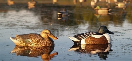 Strat Quack: What is it, Anyway? — Seymour Duncan