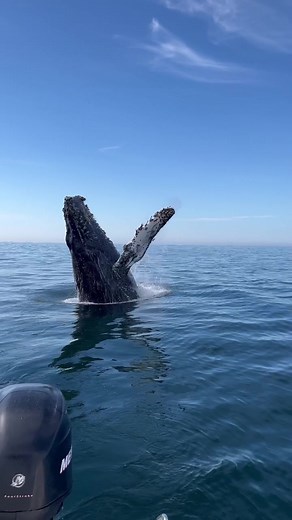 Breaching whale passing in your timeline wishing you a happy Monday! 🐋 Book now using the link in the bio. #breach #jump #fly #news #media #lunges #wildlife #montereycalifornia #coast #cali #sunset #boat #dolphins #friends #friendly #storm #sun