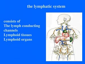 Understanding the Lymphatic System: Functions and Structure - SlideServe