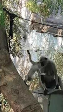 Exercise 🤸🤸🏃🏃compilation 🥉🏅🏆among monkeys🐒🐒🐒