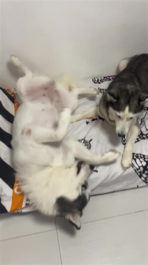 145K views · 5.7K reactions | Grabe! Muntik na Mag-Away si Malia at Snowy掠 https://youtu.be/yBHcbjMX-ek | Husky Pack TV | Facebook