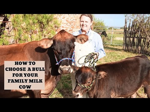 How to choose a dairy bull for your dairy cow - (Evaluating genetics/A2A2- Buying a bull or AI)