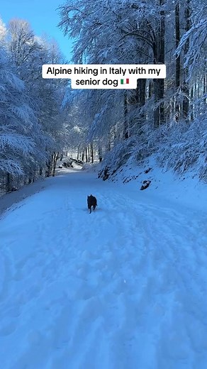 Snow, wolves, and alpine hiking 🥾 🐺 ❄️ This was our first snow of the season! I also realized just how little I know about true alpine hiking, especially with a dog. I think im going to need to learn a lot and get some proper gear. We only made it about 4 km because I got really nervous about Maggie’s tootsies freezing. She was still having a blast and was not ready to finish but I just couldn’t tell how cold her paws were. If anyone is experienced in alpine hiking with dogs please drop your a