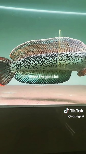 Definisi Pelihara Ikan Channa dalam Air