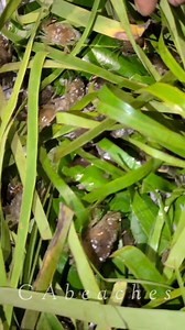 164K views · 482 reactions | Pure BULIK with sipit from Gubat, Sorgoson is reel! #seafood #crabs | CAbeaches | Facebook