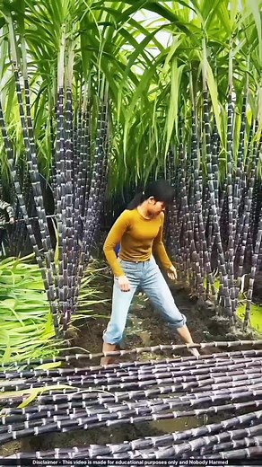 4K reactions · 462 shares | Amazing farming technique #Amazing | Asare Obed | Facebook