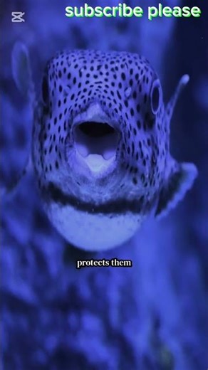 🐡 Amazing Facts About Pufferfish | The Inflating Defender of the Sea! 🌊