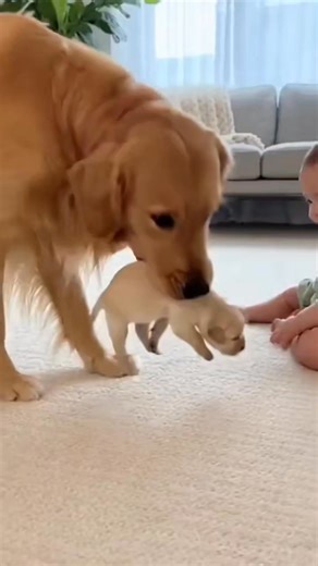 Mama Husky’s Puppy Introductions!” #BabyAndHusky #PuppyDelivery #HuskyMom | Cutest baby01