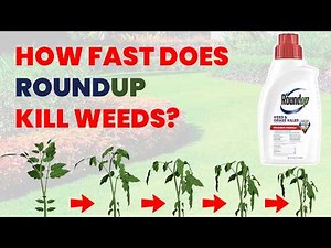 How Long Roundup Takes to Kill Weeds - First 24 Hours